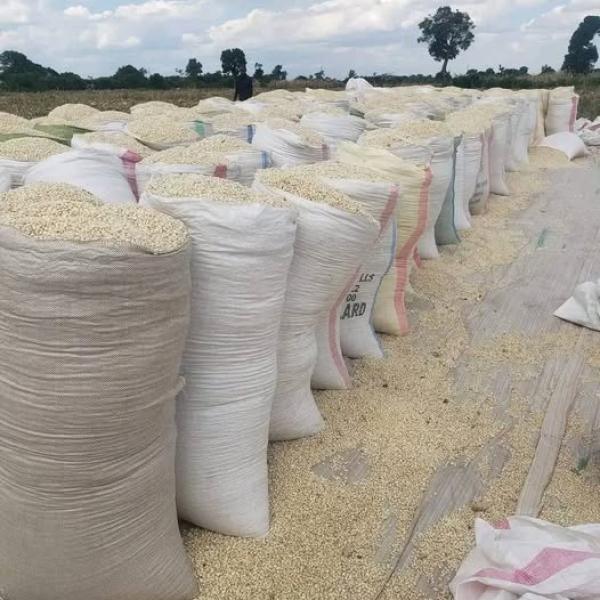 Maize grams for sale 90kgs